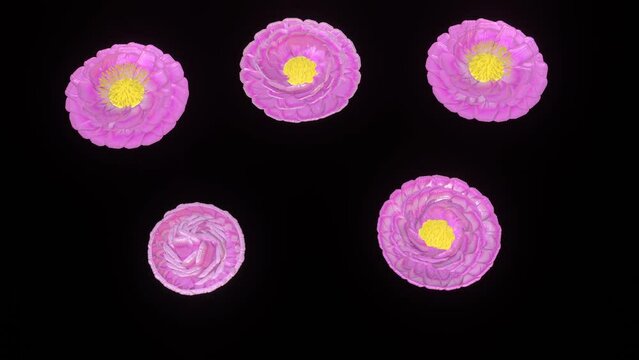 The blooming flowers as 3d modeling procedural geometric animation on the deep black background.
filaments and anthers growing animation.