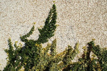 Abstract plant wall background, The Green creeper plant on old house wall