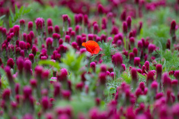 Field poppy in the Crimson clover field