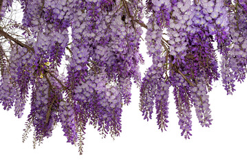 Wisteria flowering branch isolated, ideal frame for graphic designs and greeting cards - obrazy, fototapety, plakaty