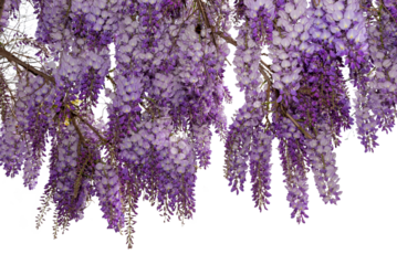 Wisteria flowering branch isolated, ideal frame for graphic designs and greeting cards