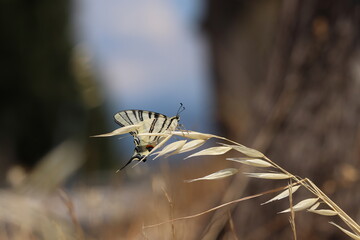 una farfalla podalirio su avena fatua in estate