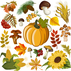 Autumn harvest in vector set.Autumn harvest of mushrooms, vegetables and berries in a large vector set on a transparent background.