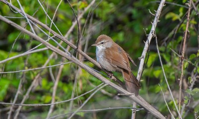 Cetti's Warbler (Cettia cetti) is a songbird that lives in bush areas. It occurs in suitable habitats in Asia, Europe and Africa.