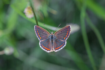 butterfly on a flower