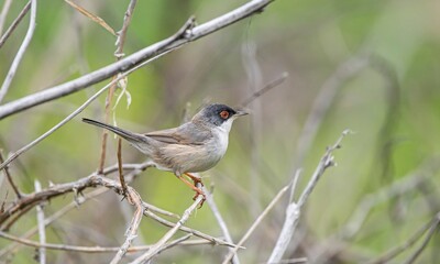 Menetries's Warbler (Sylvia mystacea) is a passerine bird found in the Southeastern Anatolia region of Turkey. It is also seen in suitable habitats in Asia, Africa and Europe.
