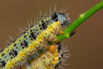 yellow caterpillar on a leaf
