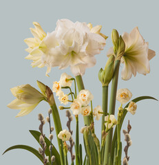 White double hippeastrum (amaryllis) "Marquis" and double daffodils on a blue  background.