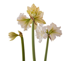 White double hippeastrum (amaryllis) Marquis on white background