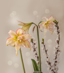Bloom of Amaryllis (Hippeastrum)   "Harlequin" and apricot branch