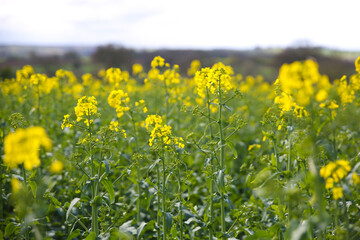 Rapeseed flower in agricultural field
