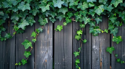Green ivy leaves sprawling over a wooden fence, soft tones, fine details, high resolution, high detail, 32K Ultra HD, copyspace