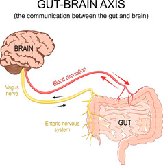 Gut-brain axis. Blood circulation, Vagus nerve from brain to intestine - obrazy, fototapety, plakaty