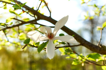 magnolia bloomed in spring in the park