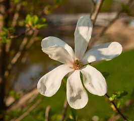 magnolia bloomed in spring in the park