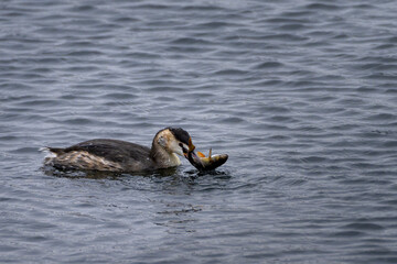 Fototapeta premium Great crested greeb eating fish in a pond