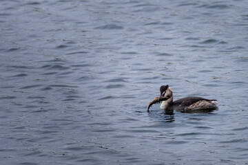 Great crested greeb eating fish in a pond