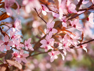 fruit trees bloomed in spring in the park