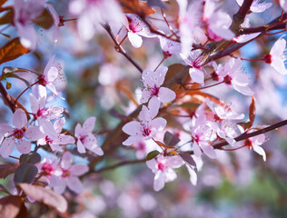 fruit trees bloomed in spring in the park