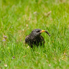 Common starling with its catch, Sturnus vulgaris