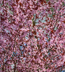 fruit trees bloomed in spring in the park