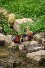 Naklejka premium Paris, France - 04 06 2024: The menagerie, the zoo of the plant garden. View of a couple of mandarin ducks in the large aviary.
