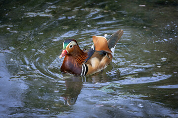 Fototapeta premium Paris, France - 04 06 2024: The menagerie, the zoo of the plant garden. View of a couple of mandarin ducks in the large aviary.