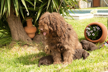 perro de aguas español de excelente pediri