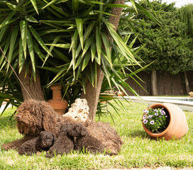 perro de aguas español de excelente pediri