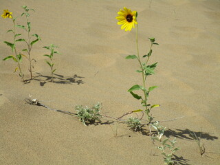 brave flower stands tall above desert sand