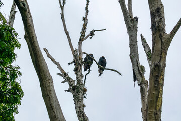 Birds in dry twigs tree on blue sky background with clouds.