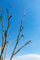 Dry tree branches on blue sky background with clouds.
