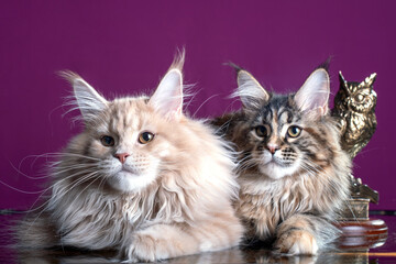 Adorable cute maine coon kittens on pink background in studio, isolated.