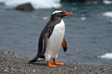 Adult gentoo penguin (Pygoscelis papua)