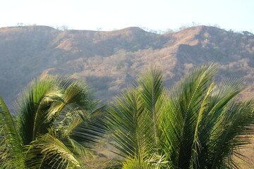 Fototapeta na wymiar Dry Season Majesty: Ocotal's Landscape of Whispering Palms and Sculpted Hills