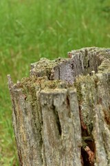 An old, rotting tree stump in a European forest. 06-07-2024, Middle Bohemia, Czech Republic.