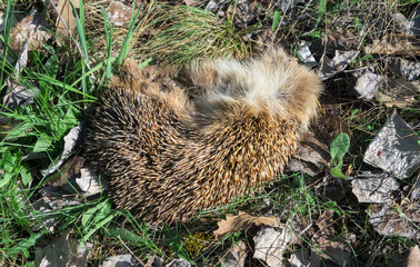 The corpse of a hedgehog in the forest. Dead hedgehog.