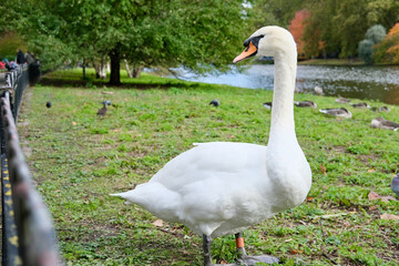 White Swan in St. James's Park
