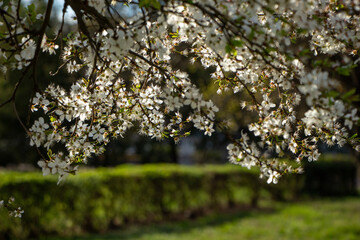 Flowers in the garden, Blooming trees in the spring	
