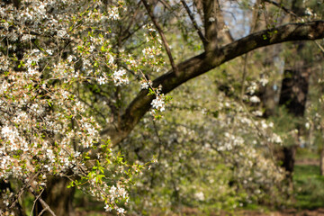 Flowers in the garden, Blooming trees in the spring	