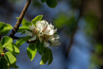 Flowers in the garden, Blooming trees in the spring	