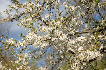 Flowers in the garden, Blooming trees in the spring	