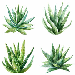 watercolor illustrations of Aloe Vera plants