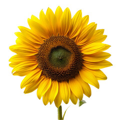 Naklejka premium Sun flower isolated on transparent background
