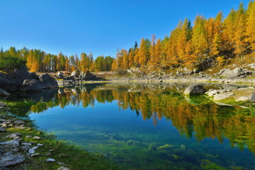 autumn larch trees reflected in water