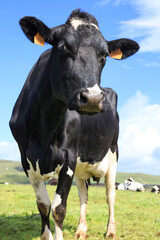 Vaca leiteira da raça Holstein num campo de erva dos Açores. 