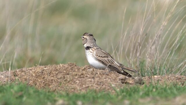 Calandra Lark bird in the field