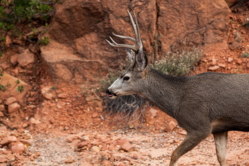 Male Deer Licking Lips Close Up at Zion