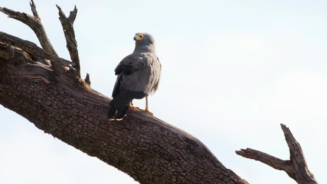 Close up of an African harrier hawk (Polyboroides typus) perched on a tree branch. Chobe National Park, Botswana, South Africa 