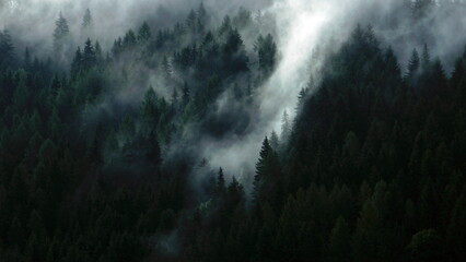 Mystical Evergreen Forest: Foggy Landscape with Lush Green Trees

